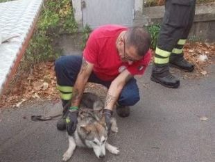 un-cane-viene-lanciato-dal-viadotto-della-palermo-sciacca-salvato