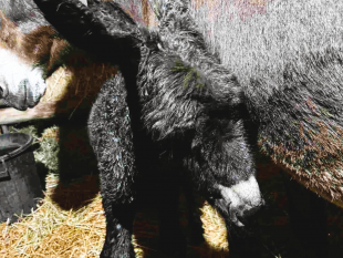 pantelleria-dopo-30-anni-nasce-il-primo-asino-pantesco-sullisola-il-suo-nome-e-ettore