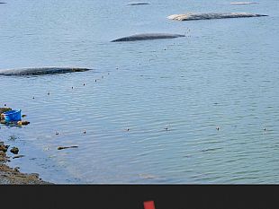 mazara-posiziona-rete-da-pesca-allinterno-della-colmata-b-sanzionato-dalla-capitaneria-di-porto