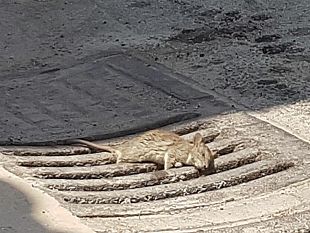 mazara-segnalata-presenza-di-topi-e-blatte-in-via-libia-urge-intervento