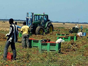 carabinieri-e-direzione-territoriale-del-lavoro-contrasto-al-caporalato-ed-emersione-lavoro-nero-in-agricoltura-scoperti-10-lavoratori-in-nero-su-19-presenti-sanzioni-amministrative-per-oltre-46-000-e