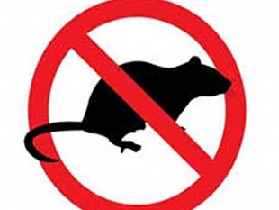 erice-fissata-la-derattizzazione-del-territorio-comunale