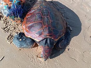 trapani-salvata-una-tartaruga-marina-ferita