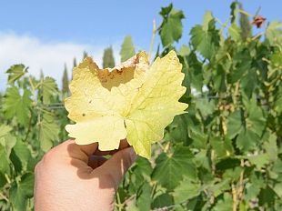 il-direttivo-dei-guardiani-del-territorio-critico-sui-ristori-per-la-siccita-2024