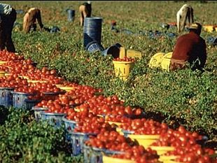 uila-emergenza-caporalato-in-sicilia-confermata-da-arresti-a-marsala-mazara-e-vittoria