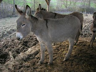 giudice-corrotto-per-unasina