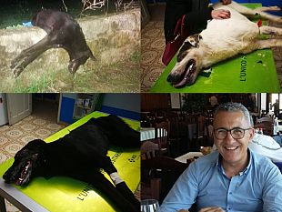 video-mazara-avvelenati-3-cani-uno-e-morto-in-loro-soccorso-enzo-silaco-il-racconto