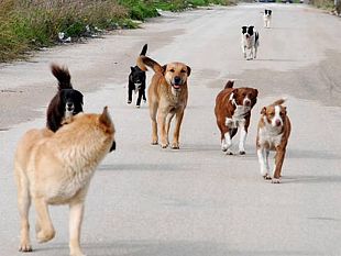 mazara-eseguito-intervento-per-contrastare-il-fenomeno-del-randagismo-a-borgata-costiera