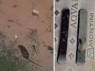 mazara-topi-scarafaggi-ed-insetti-in-diverse-parti-della-citta-e-non-diciamo-che-e-solo-colpa-della-spazzatura-numerose-le-segnalazioni