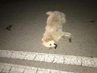 statale-un-cane-un-incidente-solo-un-cane