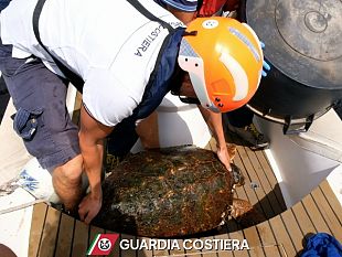 pantelleria-interventi-della-guardia-costiera-salvata-tartaruga-e-soccorsa-bagnante