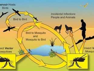 dimesso-lanziano-affetto-da-virus-west-nile-che-ha-vissuto-lestate-a-mazara