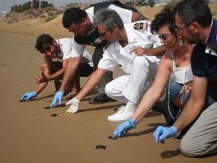 tre-fontane-59-piccole-tartarughe-nuove-abbandonano-il-nido-e-raggiungono-il-mare