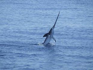 mazara-misure-tecniche-e-gestionali-riguardanti-la-cattura-del-pesce-spada-mediterraneo