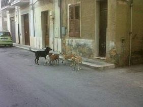 campobello-costituito-il-comitato-per-la-tutela-degli-animali-randagi