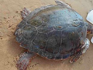 tre-fontane-salvata-tartaruga-ferita-caretta-caretta-spiaggiata