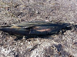 nubia-il-mare-restituisce-corpo-senza-vita-di-un-cucciolo-di-delfino