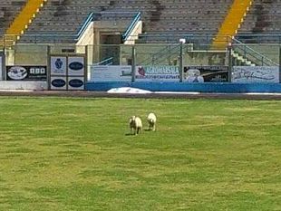 marsala-pecore-brucano-manto-erboso-dello-stadio-progetto-di-green-economy