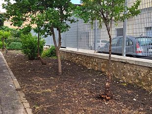 i-genitori-puliscono-gli-spazi-verdi-dei-plessi-bcroce-e-rsettimo