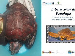 favignana-penelope-torna-in-mare-la-tartaruga-salvata-dopo-lingestione-di-plastica-sara-liberata-venerdi