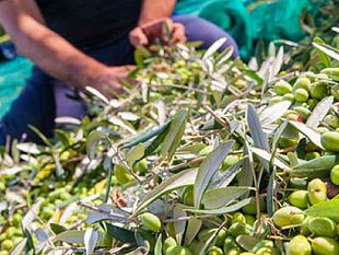 il-maltempo-causa-danni-alla-raccolta-delle-olive-ed-al-seminativo