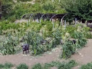 salemi-problema-dei-suini-neri-verso-la-soluzione