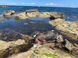 trapani-trovata-una-mucca-morta-sugli-scogli