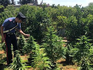 scoperta-piantagione-di-marijuana-quattro-marsalesi-arrestati-dai-carabinieri