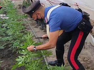 marsala/marsala-19enne-si-dedica-alla-coltivazione-in-serra-di-canapa-arrestato