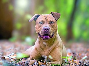 trapani-coppia-aggredita-da-un-pitbull