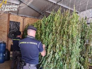 sequestrati-400-chili-di-marijuana-nel-palermitano-droga-per-oltre-2-milioni-di-euro