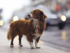 mazara-misteriose-sparizioni-di-animali-domestici-la-segnalazione-di-un-cittadino