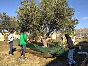 slow-food-castelvetrano-ripropone-il-concorso-oleario-lolio-delle-contrade-selinuntine