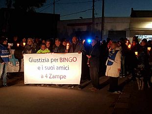video-in-marcia-per-bingo-e-i-suoi-amici-a-4-zampe
