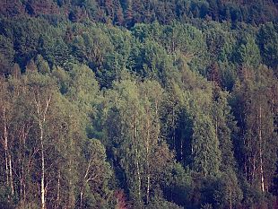 ugl-sulla-riforma-comparto-forestale-diciamo-no-inizia-lo-stato-di-agitazione