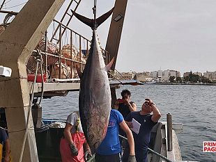 mazara/svolta-nella-pesca-del-tonno-rosso-in-sicilia