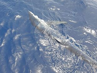 presa-allamo-una-verdesca-da-due-castelvetranesi-subito-rimessa-in-liberta