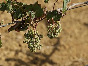 trapani/vendemmia-a-due-facce-tra-palermo-e-trapani-buone-previsioni-dopo-lanno-nero-della-peronospora