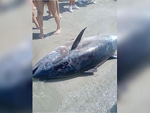 mazara-un-tonno-morto-in-riva-sulla-spiaggia-di-tonnarella