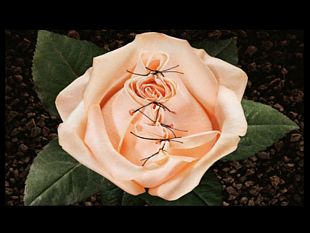 giornata-mondiale-contro-linfibulazione-le-leggi-e-le-iniziative-contro-la-brutale-pratica