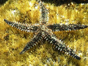 agricoltura-e-non-solo-stelle-marine-divoratrici-di-molluschi