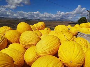 gal-valle-del-belice-propone-la-certificazione-igp-per-il-melone-giallo-del-trapanese