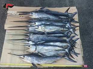 controllo-al-commercio-di-prodotti-ittici-sequestrati-143-kg-di-pesce-spada-novellame