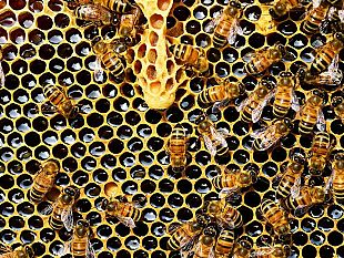 a-come-apicoltura-un-hobby-meraviglioso-e-una-grande-opportunita-di-lavoro-2