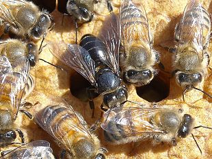 agricoltura-e-non-solo-apicoltura-allarme-virus-ala-deforme-dagli-usa