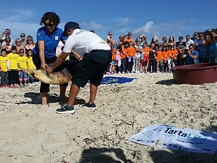 il-centro-amp-di-favignana-libera-un-esemplare-di-caretta-caretta