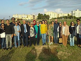 un-albero-per-la-vita-25-piante-dulivo-sul-lungomare-salinella