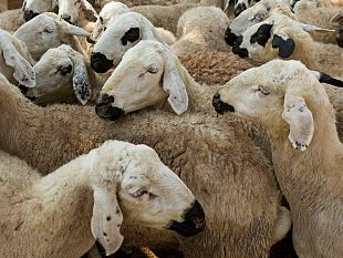 festa-islamica-del-sacrificio-denuncie-per-lo-sgozzameno-dei-montoni-anche-a-mazara-polemiche-dopo-tweet-di-salvini