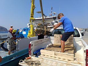 recuperati-due-rostri-a-levanzo-saranno-ospitati-allex-stabilimento-florio