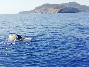 trapani/levanzo-delfino-impigliato-in-rete-da-pesca-salvato-dalla-guardia-costiera